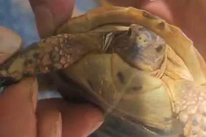 Tarlada boyun kısmına diken batan yavru kaplumbağaya şefkat eli
