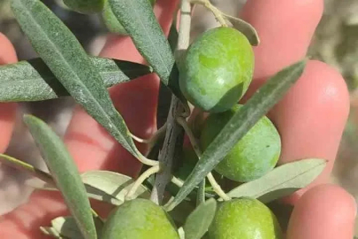 Didim’de zeytin üreticilerine sinek uyarısı
