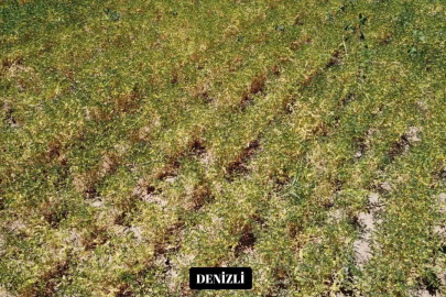 Yeni nohut çeşidi Denizli’nin dışında ekilen bölge illerinde de yüksek verim verdi
