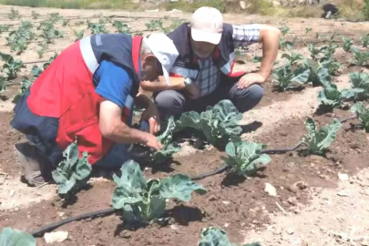 Kütahya’da karnabahar ve çörekotu üretimi denetlendi

