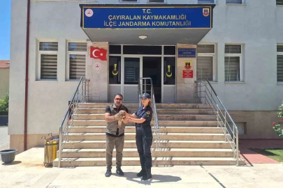 Yozgat’ta yaralı şahin tedavi altına alındı
