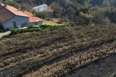 Alevler yılların emeğini kül etti...300 dönüm üzüm bağı ve tesis de küle döndü
