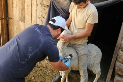 Emet ve Domaniç’te küçükbaş hayvanlara aşılama ve kimliklendirme çalışmaları devam ediyor
