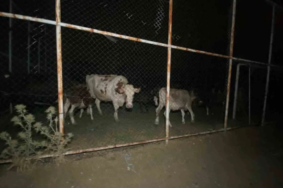 Orman yangınının tehdit ettiği mahallede hayvanlar için halı saha güvenli alan oldu
