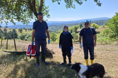 Yaylada küçükbaş hayvanlara aşılama ve küpeleme yaptılar

