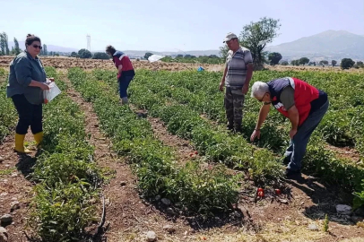 Gediz’de hasat öncesi domateslerde gıda güvenliği denetimi
