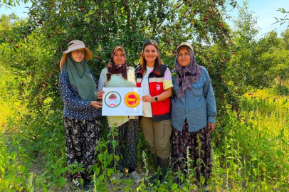 Şaphane vişnesi için tescil çalışmaları sürüyor
