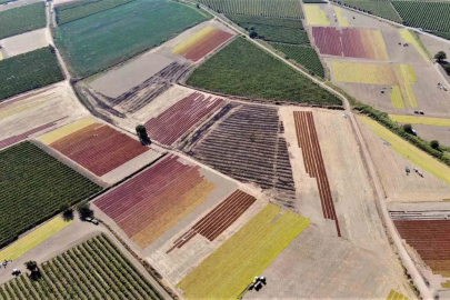 Rekolte arttı, gözler TMO’nun açıklayacağı fiyatta
