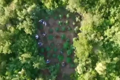 Ormana kenevir bahçesi kuran zehir taciri yakayı ele verdi
