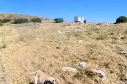 Aladağlar’da BASE Jump sporcusuna çoban köpekleri saldırdı
