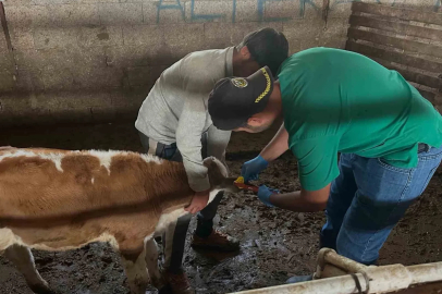 Aydıntepe’de ikinci tur buzağı küpeleme ve aşılama çalışmaları tamamlandı
