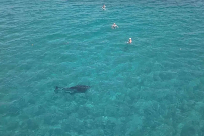 Alanya’da kıyıya yaklaşan yunus turistlerle yüzdü
