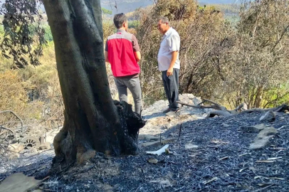 Muğla’da yangınların ardından hasar tespit çalışmaları sürüyor
