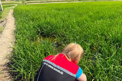Çorum’da çeltik üreticilerine "yaprak yanıklığı" uyarısı
