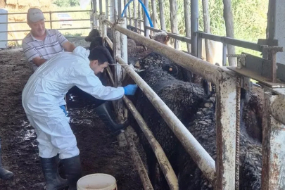 Uruguay’dan getirilen besilik sığırlar Simav’da kontrolden geçiyor
