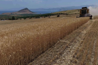 Bitlis’te altın başaklar biçiliyor
