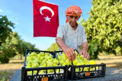 Bardacık incirinde hasat heyecanı başladı
