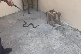 Kars’ta evin bahçesine giren yılan itfaiyeyi harekete geçirdi

