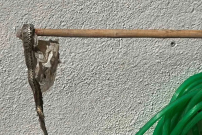 Enez’de sitede yılan paniği
