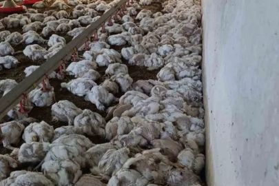 Bolu’da kümesin havalandırması devre dışı kalınca 4 bin tavuk telef oldu
