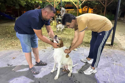 Sarıgöl’de av köpeklerine kuduz aşısı seferberliği
