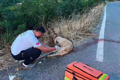 Yolda yaralı köpeğe ilk müdahaleyi sağlık ekipleri yaptı

