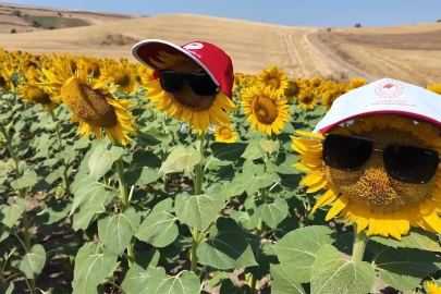 Tekirdağ’ın sarı tarlalarında bereketin sırrı arılarda
