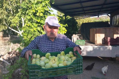 Mersin’de incir hasadı başladı
