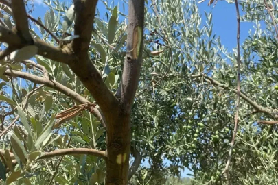 Menteşe’de zeytin ağaçlarında Verticillium solgunluğu kontrolleri yapıldı
