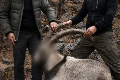 Siirt’te koruma altındaki 5 yaban keçisini avlayanlara ceza
