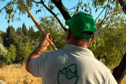Datça’da badem hasadı başladı
