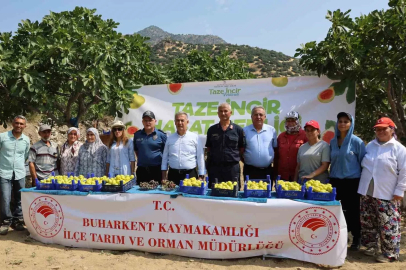 Buharkent’te taze incir hasadı başladı
