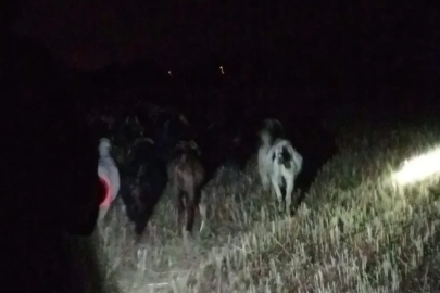 Çivril jandarması kayıp keçileri kısa sürede bulundu
