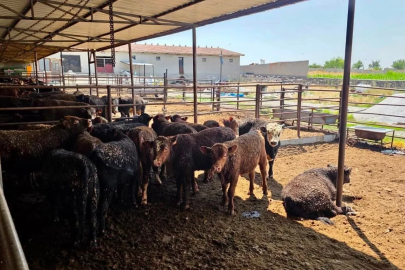 Besilik sığırlara yönelik kontrol ve denetimler sürüyor
