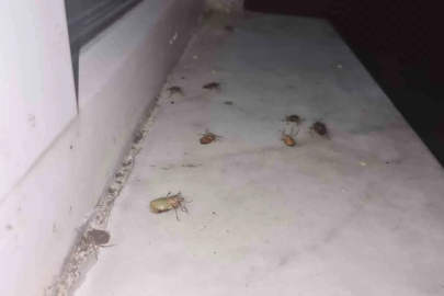 Çaycuma’da kahverengi kokarca alarmı
