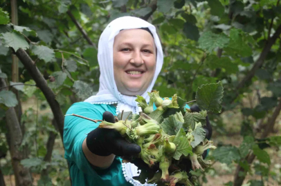 ‘Yeşil altın’ fındıkta ilk hasat başladı
