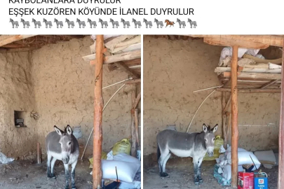 Kırsal mahalledeki başıboş eşek merak konusu
