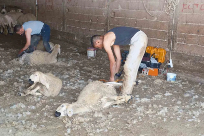 Kırkımcıların yaz sezonunda gelirleri genel müdür maaşını aratmıyor
