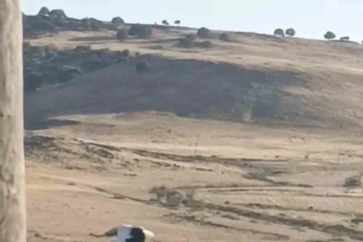 Diyarbakır’da ayağı yuvasındaki bez parçasına takılan leylek kurtarıldı
