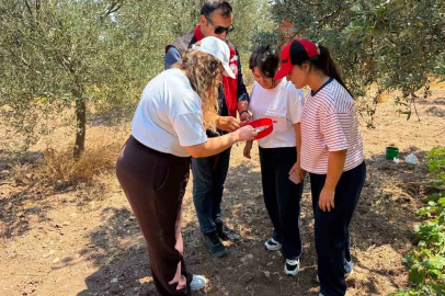 Manisa’da zeytin ve meyve bahçeleri zararlılara karşı takipte
