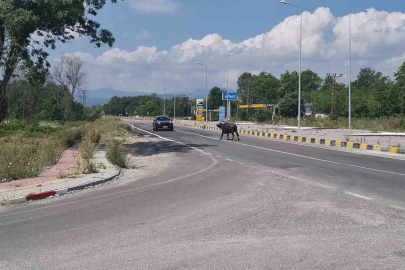 Çaycuma-Perşembe yolunda mandalar sürücülere zor anlar yaşattı
