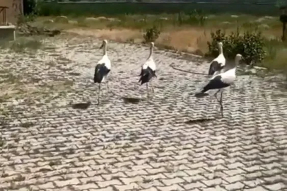 Tedavisi yapılan leylekler doğaya bırakıldı
