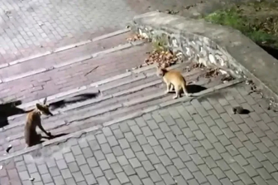 Tilki, kedi ve kirpi buluşması kamerada
