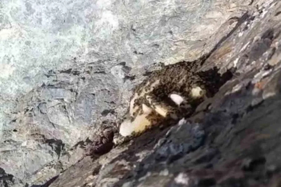 Elazığ’da sarp kayalıklarda oluşan doğal kaya balı bulundu
