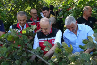 Ordu’da fındık hasadı resmi olarak başladı
