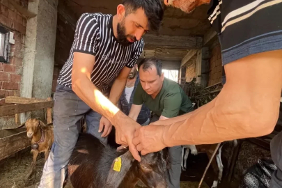 Düzce’de küçükbaş hayvanlara aşılama ve küpeleme
