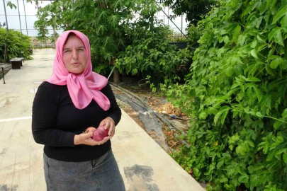 Evin çatısında tohumla başlayan yolculuk, tropikal meyve müzesine dönüştü
