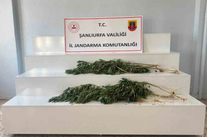 Şanlıurfa’da uyuşturucu operasyonu: 2 gözaltı
