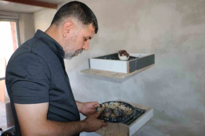 Küllerinden doğan güvercin oteli yeniden kapılarını açtı
