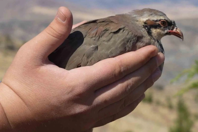 Kene popülasyonuna karşı doğal hamle: Avcı keklikler doğaya salındı
